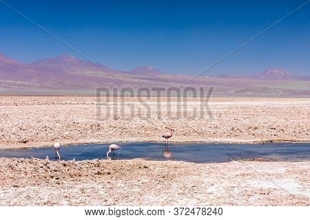Laguna Chaxa, Atacama Desert, Chile.