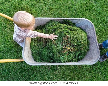 Toddler Flattens Grass, Freshly Cut By Grassmower In Wheelbarrow By His Hand. Little Helper