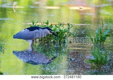 Black-crowned Night Heron Or Nycticorax Wading In Water