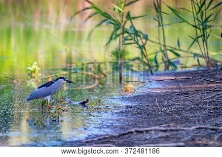 Black-crowned Night Heron Or Nycticorax Wading In Water