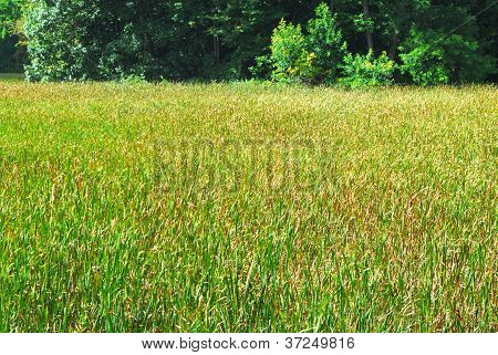 Felt af Cattails af skov