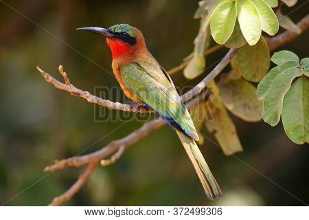 The Red-throated Bee-eater (merops Bulocki) Sitting On The Branch With Green Background