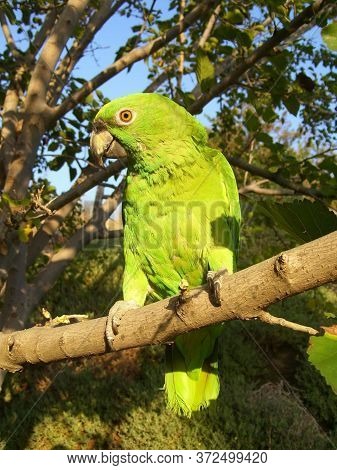 This Bird Is A Talking Yellow Nape Amazon Parrot. Green In Color With Yellow Around The Neck. He Sit