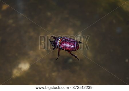 Beetle In Water On A Summer Day After Rain