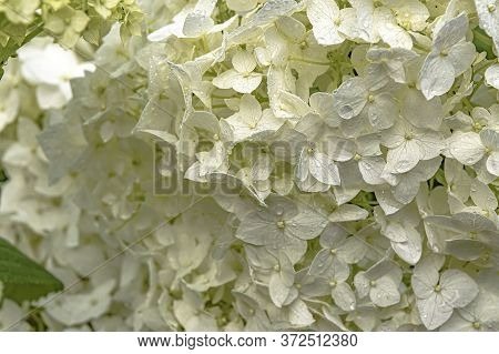 White Hydranges Flowers With Raindrops Wedding Close Up