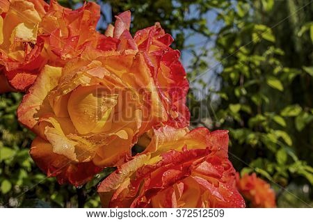 Yellow-orange Roses With Drops Of Dew On A Summer Sunny Day In The Garden