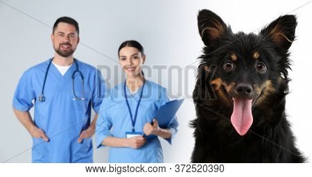 Cute Dog And Veterinarian With Nurse On Light Backgropund