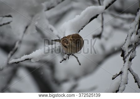 Image Of A Sparrow Sitting On Snow-clad Branch Of A Treee