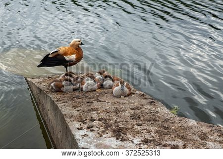 A Family Of Ruddy Shelducks With Ducklings Resting On A Plate On The Pond