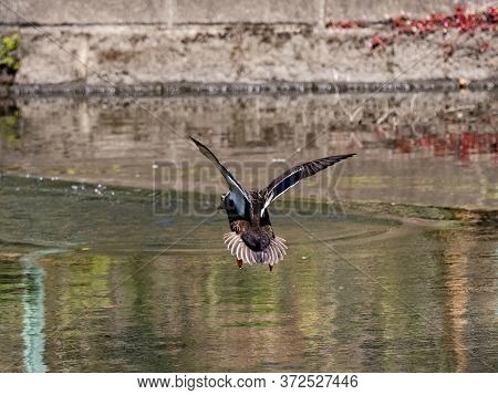 An Eastern Spot-billed Duck, Anas Zonorhyncha, Flies Over A Small Pond Near Yokohama, Japan Just Bef