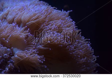 Glowing Algae (seaweed) In Aquarium Close Up