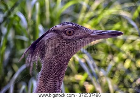 Bustard Portrait In Summer Close Up Photo