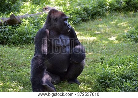 Gorilla In Washington Zoo