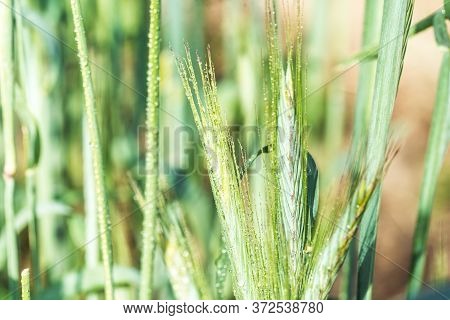 Ears Of Corn In The Field, Macro A Drop Of Dew Or Rain. Wheat Ear In Droplets Of Dew In Nature On A 