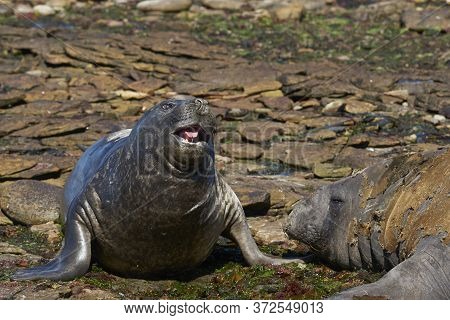 Southern Elephant Seals (mirounga Leonina) Hauled Out To Moult On The Coast Of Carcass Island In The