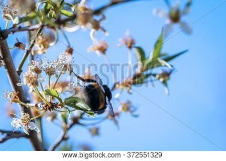 A Bumblebee Collects Nectar From A Plant