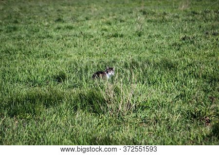 A Cat Stalking In A Meadow For A Mouse