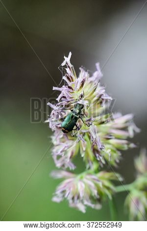 A Beetle On A Plant In A Meadow
