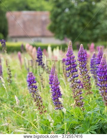 Beautiful Summer Meadow Of Vibrant Lupin Flowers In English Countryside Garden Using Shallow Depth O