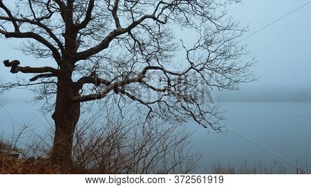 Myterious Trees And A Crucifix In The Mist - Creepy Scary Picture