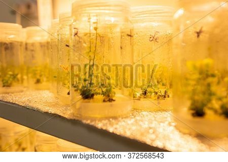 Growing Blueberry Plants In Sterile Conditions By In Vitro Technology. Micropropagation Of Flowers A