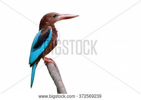 White-throated Kingfisher Beautiful  Brown With Blue Wings Large Beaks And Big Eyes Perching On Twig