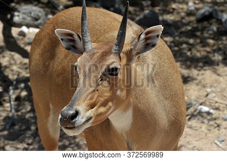 Boselaphus Tragocamelus (antelope Nilgai) In Out Of Africa Wildlife Park