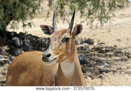 Boselaphus Tragocamelus (antelope Nilgai) In Out Of Africa Wildlife Park