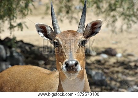 Boselaphus Tragocamelus (antelope Nilgai) In Out Of Africa Wildlife Park