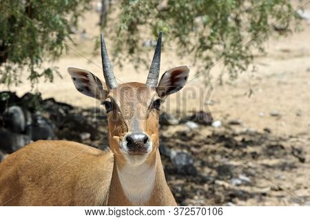 Boselaphus Tragocamelus (antelope Nilgai) In Out Of Africa Wildlife Park