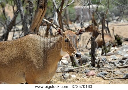 Boselaphus Tragocamelus (antelope Nilgai) In Out Of Africa Wildlife Park