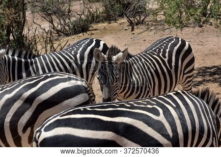 Zebras In The Wild Nature Park Close Up