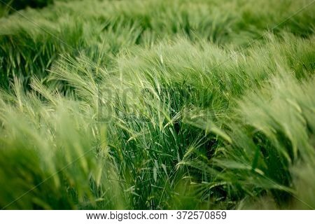 The Ears Of Barley Under The Weight Of Grain Are Knocked Out Of The Total Mass