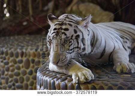 White Tiger With A Chain Around His Neck In A Thai Zoo