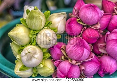 Lotuses For Sale Near The Temple, Cambodia