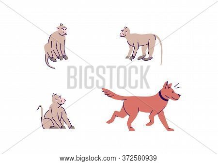 Monkey And Dog Semi Flat Rgb Color Vector Illustration Set. Indonesian Wildlife. Grey Chimpanzee. Sa