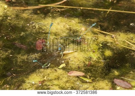 Blue Dragonfly - Odonata In Its Natural Habitat On The Pond.