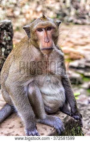 Angkor Wat Monkey