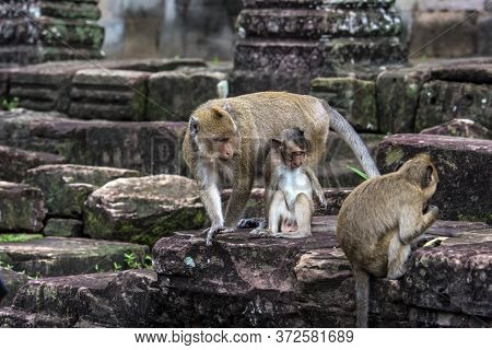 Angkor Wat Monkey