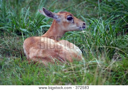 ซ่อน Fawn