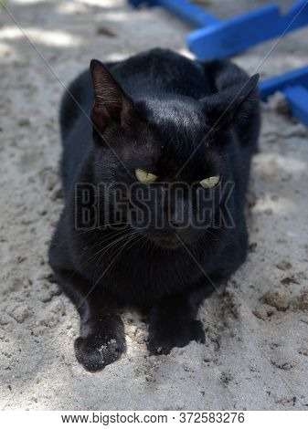 Black Cat On The Sand Close Up