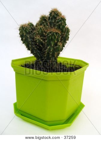 Kaktus In ein grün-Blumentopf