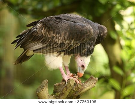White Headed Vulture