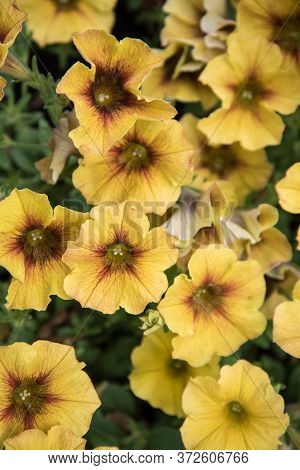 Yellow Flowers In A Flower Bed, Top View. Summer Time, Background, Postcard.