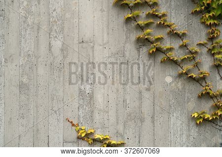 Yellow And Green Ivy Creepers Overgrowing Concrete Wall Background.
