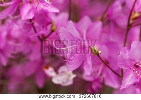 Mrs. Farrers Rhododendron, Rhododendron Farrerae