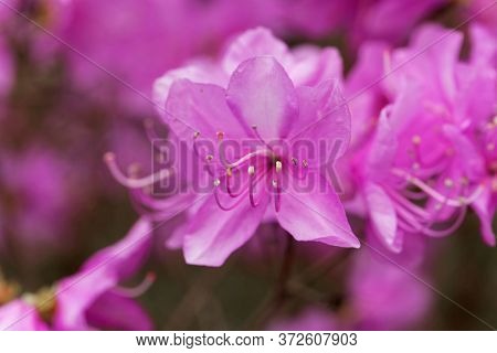 Mrs. Farrers Rhododendron, Rhododendron Farrerae