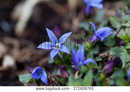 Blue Star Flower, Isotoma Fluviatilis