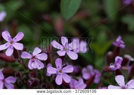 Rock Soapwort, Saponaria Ocymoides