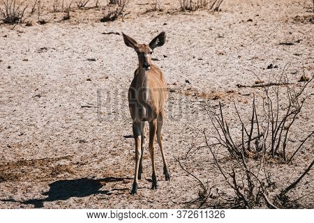 Female Greater Kudu Standing In Dry Etosha Pan National Park At Olifantsrus, Namibia
